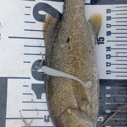 スモールマウスバス