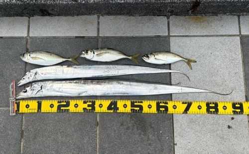 タチウオの釣果