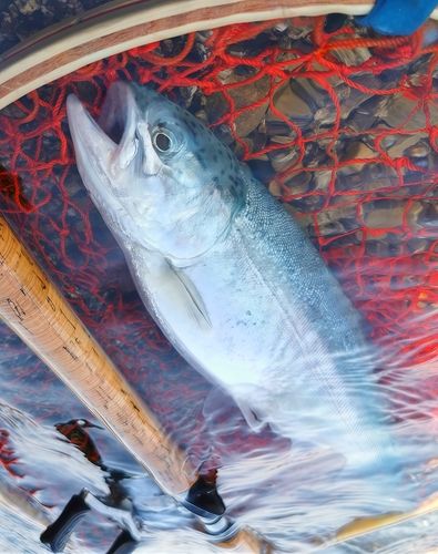 レインボートラウトの釣果