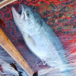 レインボートラウト