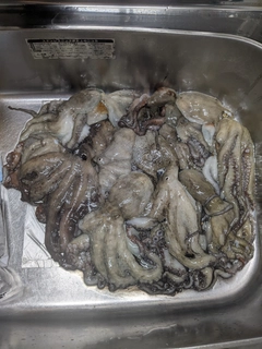 タコの釣果