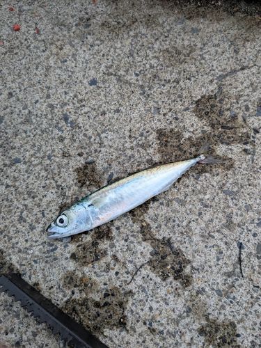 サバの釣果
