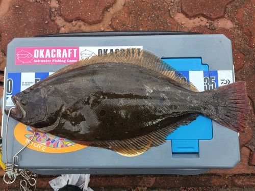 ヒラメの釣果