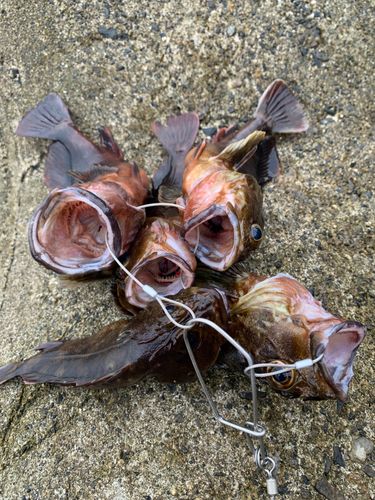 カサゴの釣果