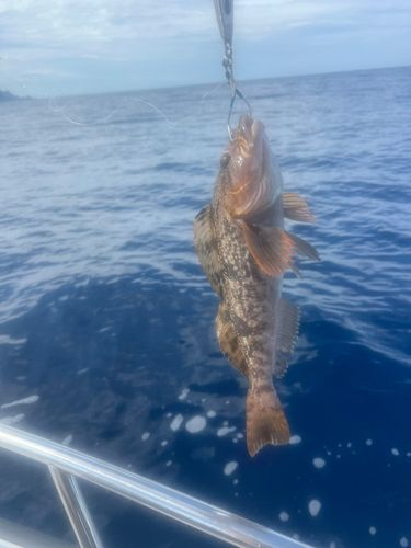 アブラコの釣果