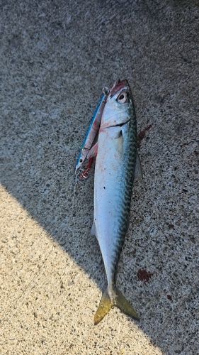 サバの釣果