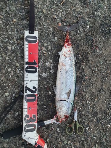 ソウダガツオの釣果