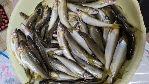 アユの釣果