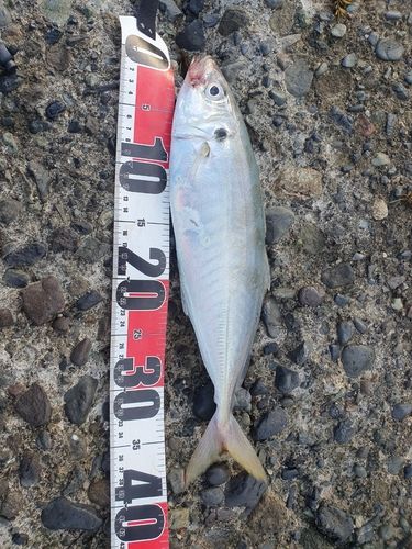マルアジの釣果
