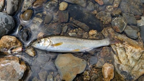 カワムツの釣果