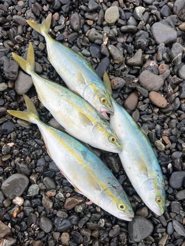 ワカシの釣果