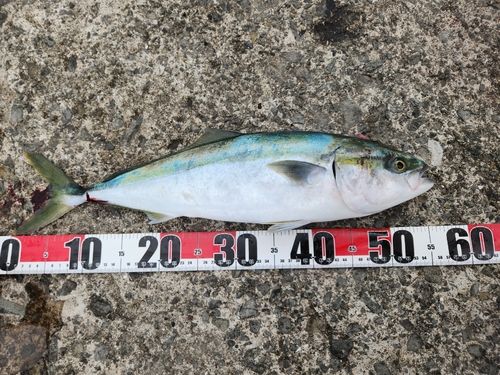 ハマチの釣果