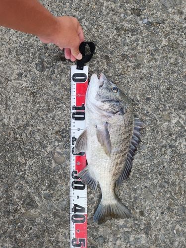 チヌの釣果