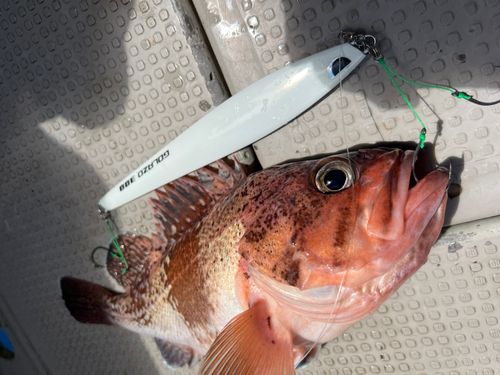マゾイの釣果