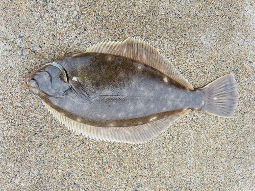 カレイの釣果