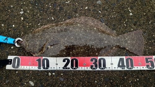ヒラメの釣果