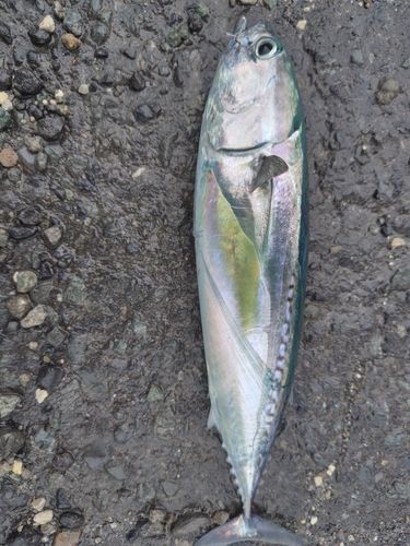 マルソウダの釣果
