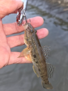 マハゼの釣果