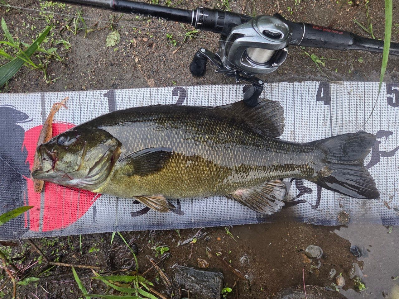 SHIMANO 18ポイズン アドレナ 174H-LMの最安値・インプレ・釣果