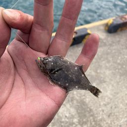 ヒラメ