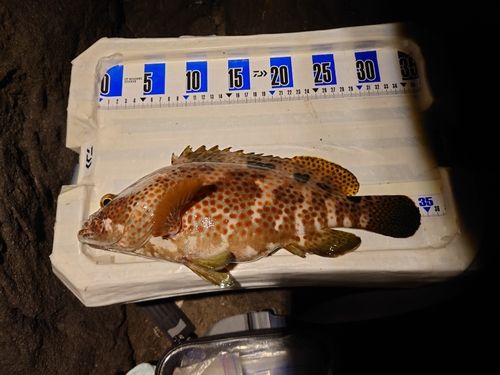ノミノクチの釣果