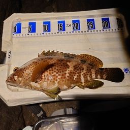 ノミノクチ