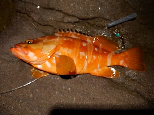 アカハタの釣果