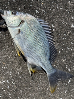 キビレの釣果