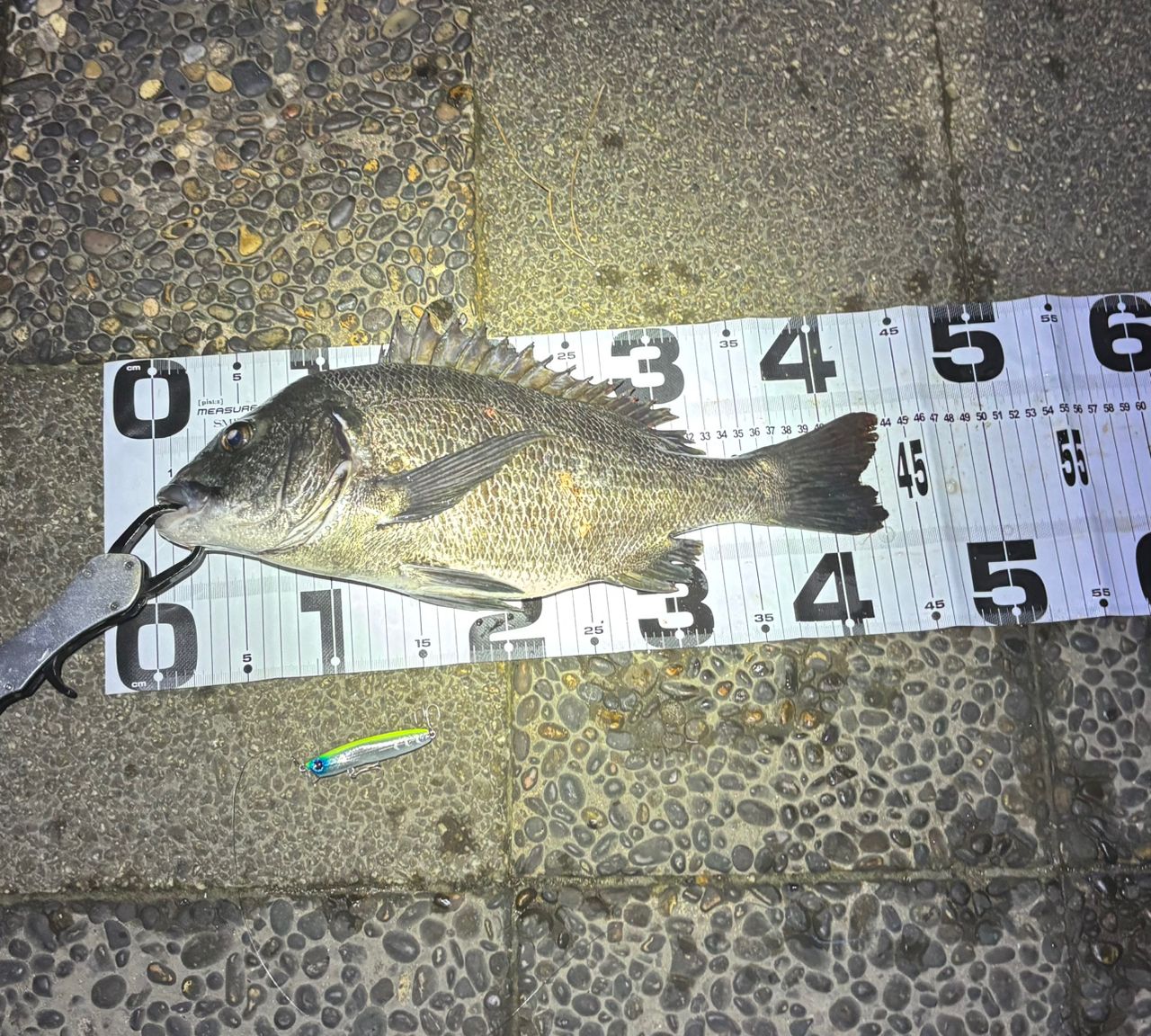 チヌ