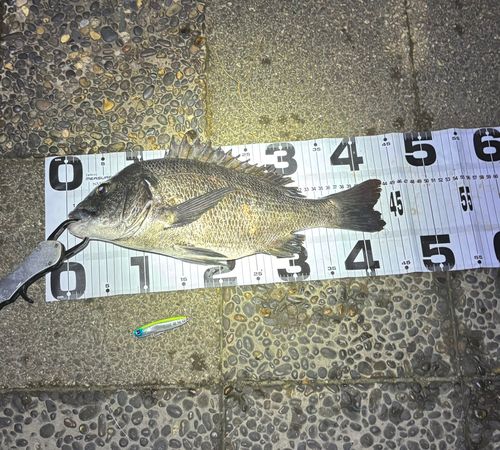 チヌの釣果