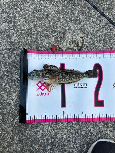 アナハゼの釣果
