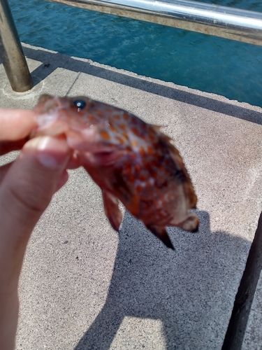 アコウの釣果