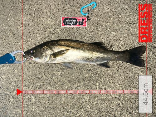 シーバスの釣果