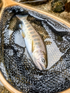 アマゴの釣果
