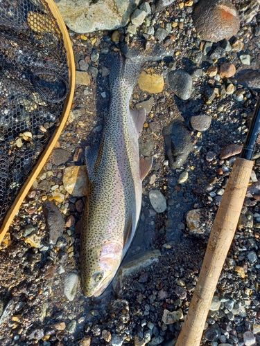 ニジマスの釣果