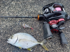 メッキの釣果