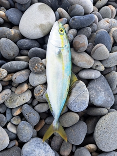 ツバスの釣果