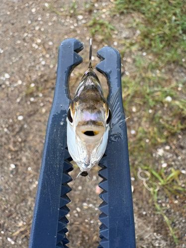 ヒイラギの釣果