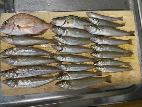 キスの釣果
