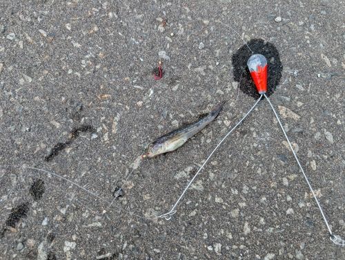 モヨウハゼの釣果