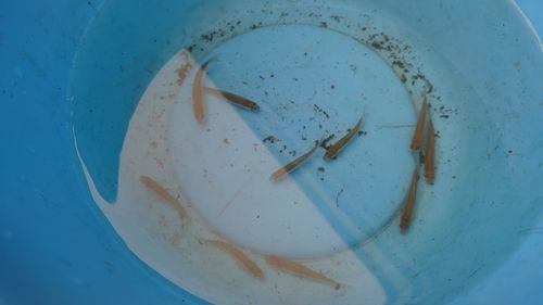 アブラハヤの釣果