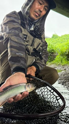 ハスの釣果
