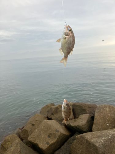 キスの釣果