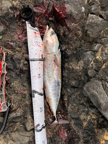 マルソウダの釣果