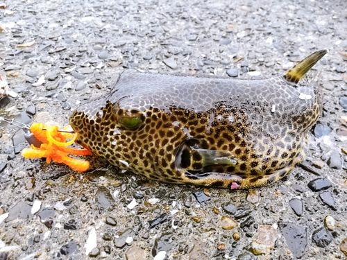 モヨウフグの釣果