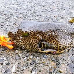 モヨウフグ