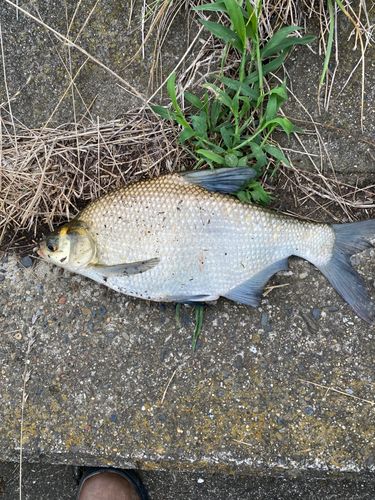 ダントウボウの釣果