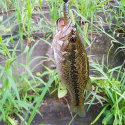 ラージマウスバス