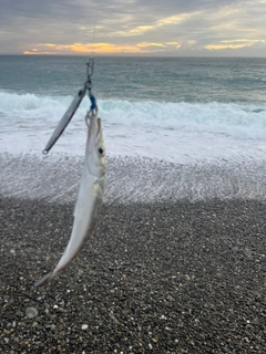 カマスの釣果