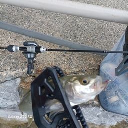 セイゴ（マルスズキ）